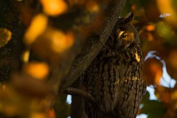 Resting long-eared owl by Danny Slijfer Natuurfotografie