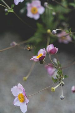 Bij op een bloem / bloemenfotografie van Annelies Hoek