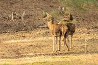 Hirsche (Hinterteile)