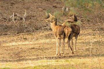 Hirsche (Hinterteile) von cd_photography