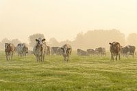 Cows in a meadow during a misty sunrise