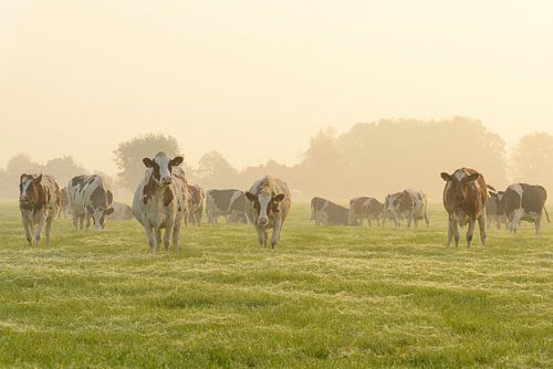 Koeien in de wei tijdens een mistige zonsopkomst