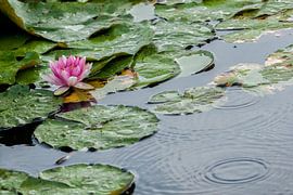 Water lilly in the rain by Pieter van Roijen