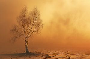 Baum im Sonnenuntergang