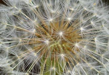 close-up of dandelion seeds by Joke te Grotenhuis