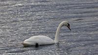 Swan swims at sea