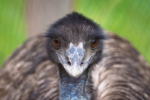 The proud intense gaze of an Emu by Hilda Weges