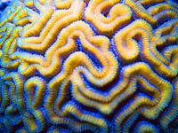 Bonaire Kleurrijk Onderwater Hersen Koraal