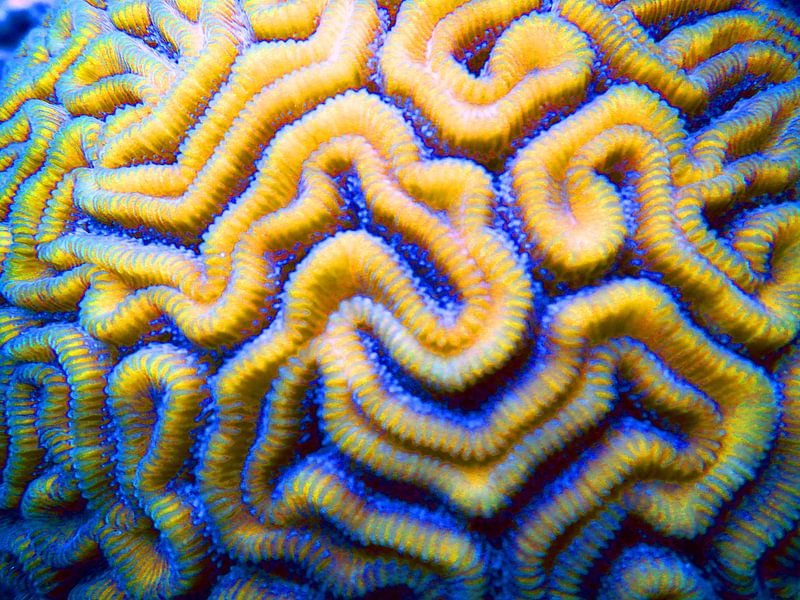 Bonaire Kleurrijk Onderwater Hersen Koraal by Silvia Weenink
