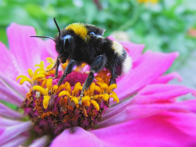 Bumblebee up close by Charlotte Dam