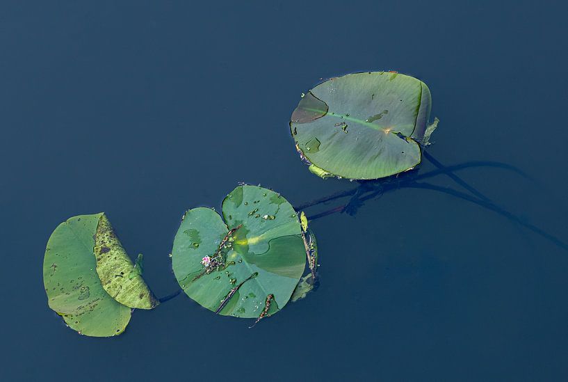 Aquatic plant 4 by Reinder Tasma