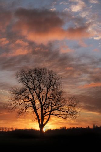 Zonsopkomst bij boom