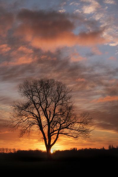 Sunrise at tree by Moetwil en van Dijk - Fotografie