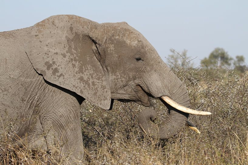 Rechterkant van olifant by Jeroen Meeuwsen