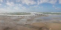 Texel, Gulls on a breakwater