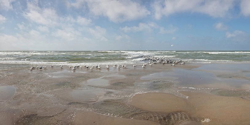 Texel, Möwen auf einem Wellenbrecher von Ruth de Ruwe