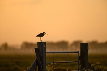 Black-tailed godwit on a pole during sunset by LukeTigch