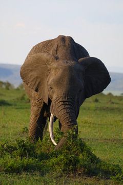 Elephant - ll by G. van Dijk