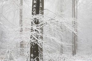 Arbre de verre sur Olha Rohulya