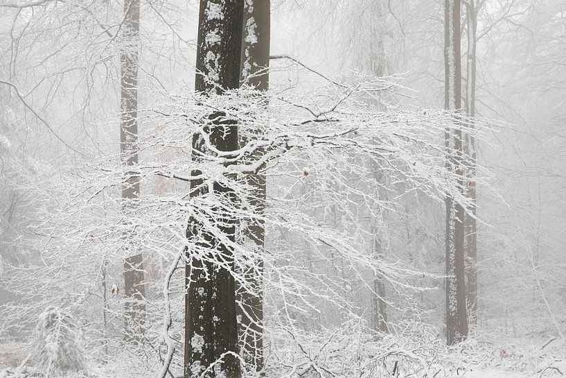 Arbre de verre par Olha Rohulya