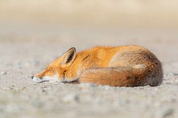 Le renard dormant sur Anna Stelloo