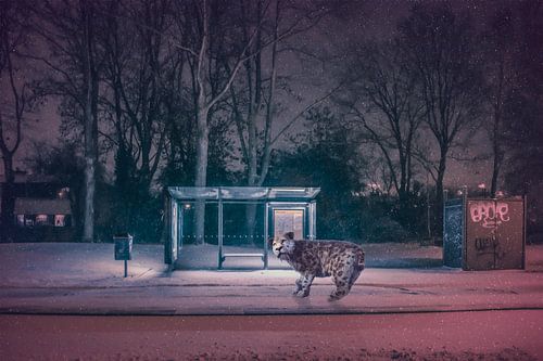 Sabbertandtijger bij Bushalte in de Sneeuw - Kunst aan de Muur voor Intrigerende Interieurs