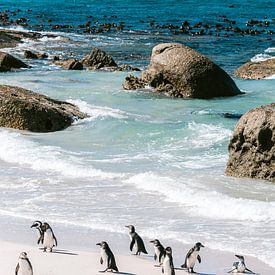 Penguins at Boulders Beach, South Africa by Suzanne Spijkers