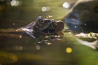 Frogs