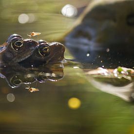 Frogs von Ron van Ewijk
