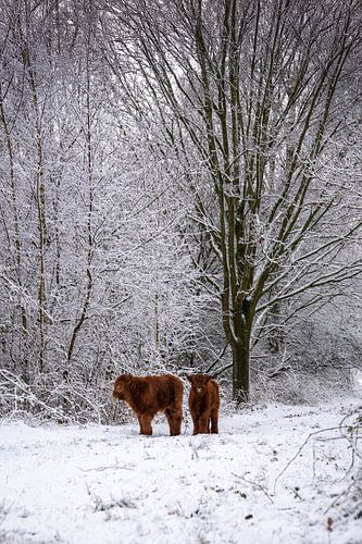 Schotse Hooglanders, klein en schattig...