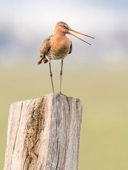 Black-tailed godwit on a pole