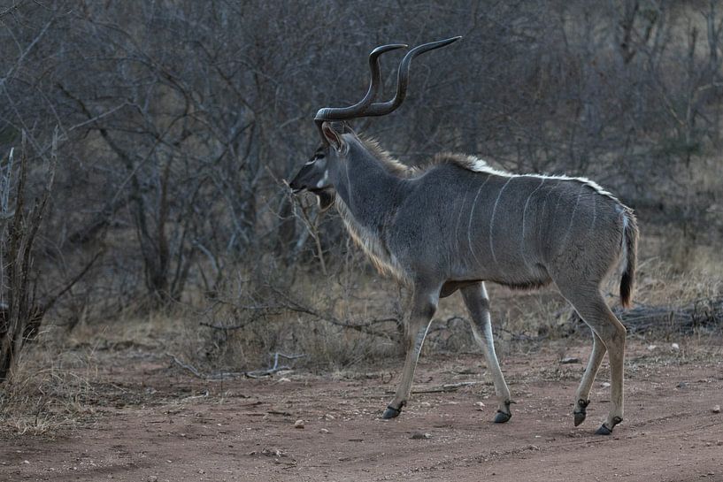 Großer Kudu in Südafrika von Eveline van Beusichem