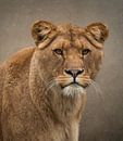 Leeuw: Prachtige leeuwin van Marjolein van Middelkoop thumbnail