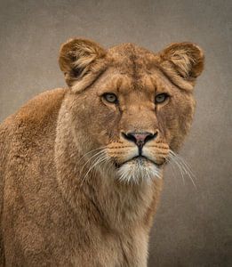 Leeuw: Prachtige leeuwin van Marjolein van Middelkoop