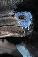 Hornbill