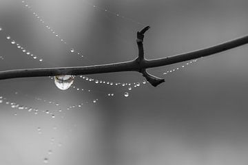 Drops van Peter Bartelings