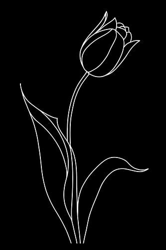 Tulp wit of zwart...