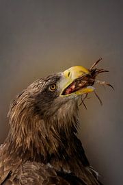 La proie sur Karin aan de muur