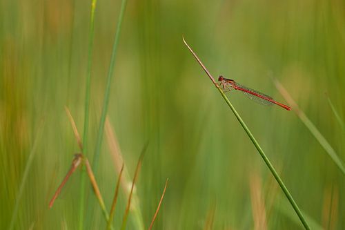 koraaljuffers op de brunssummerheide