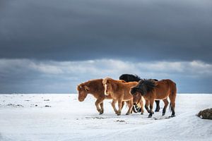 Chevaux islandais en hiver. sur Ron van der Stappen