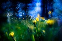 remembering the magic garden, midsummer night