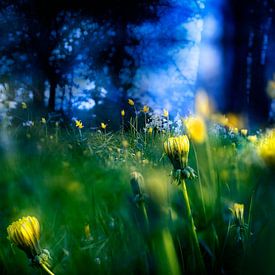 remembering the magic garden, midsummer night von Tim S. Trebla