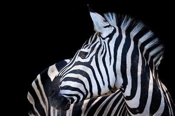 Foto Zebra mit schwarzem Hintergrund