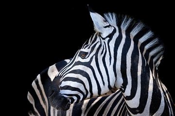 Foto Zebra met zwarte achtergrond van Marja Suur