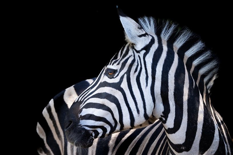 Photo Zebra with black background by Marja Suur