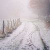 Een besneeuwd pad in het Hurtgenwald van Rik Verslype