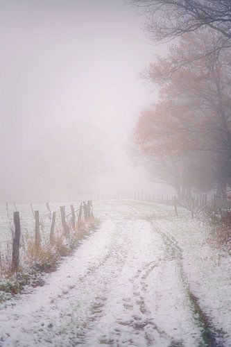 A snowy path in the Hurtgen Forest by Rik Verslype