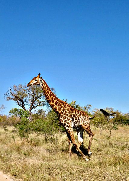 giraffe by zam art