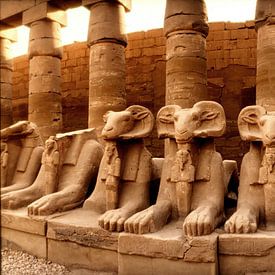 Bélier, aux ruines de l'Égypte sur Tom Oosthout