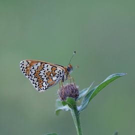 Rustende veldparelmoervlinder van Marcel Tiemens